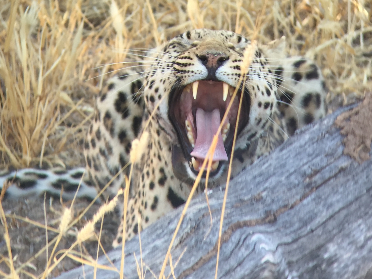 [3602] 2016_06_22_16_22_55_Africa_iPhone_6_IMG_7716_00306.jpg