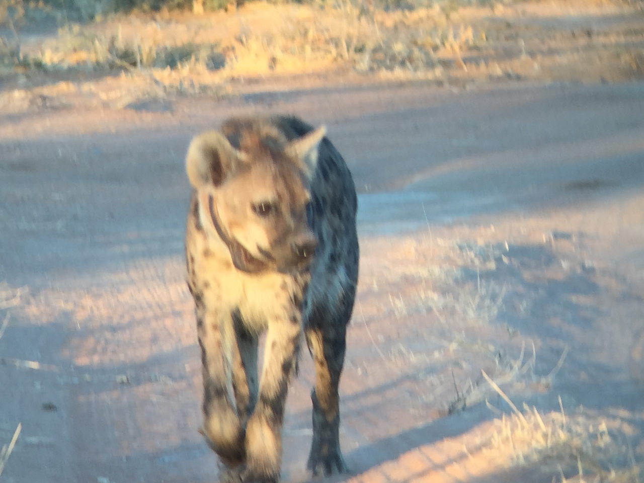 [3649] 2016_06_22_17_05_28_Africa_iPhone_6_IMG_7731_02662.jpg