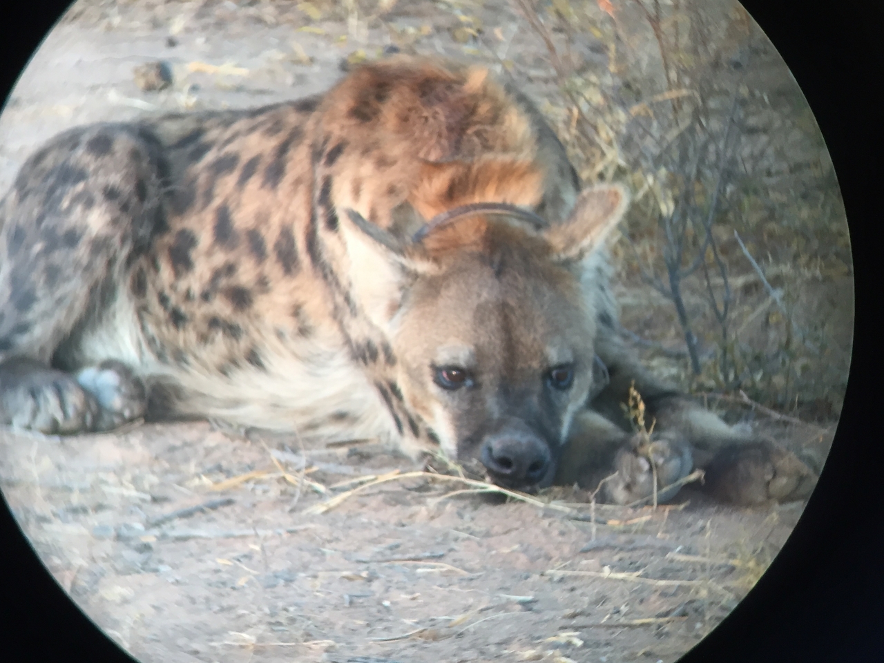[3672] 2016_06_22_17_09_11_Africa_iPhone_6_IMG_7741_00331.jpg