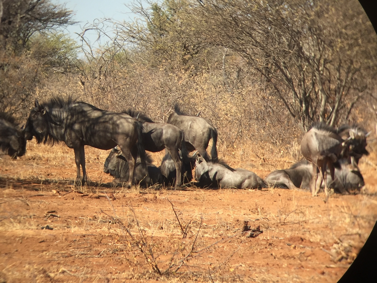 [5365] 2016_06_23_09_52_29_Africa_iPhone_6_IMG_7801_02729.jpg