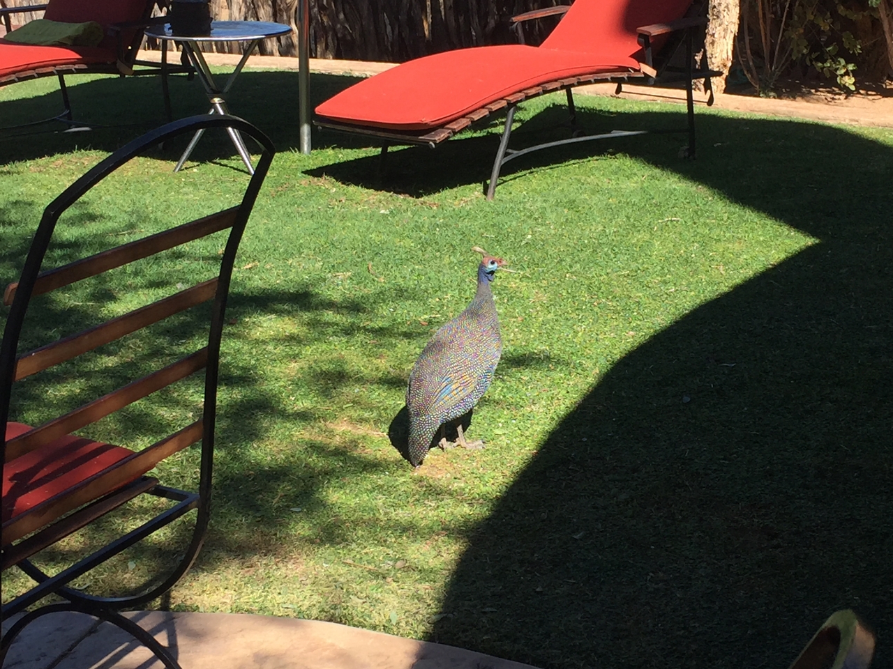 [7678] 2016_06_23_11_43_34_Africa_iPhone_6_IMG_7804_02732.jpg