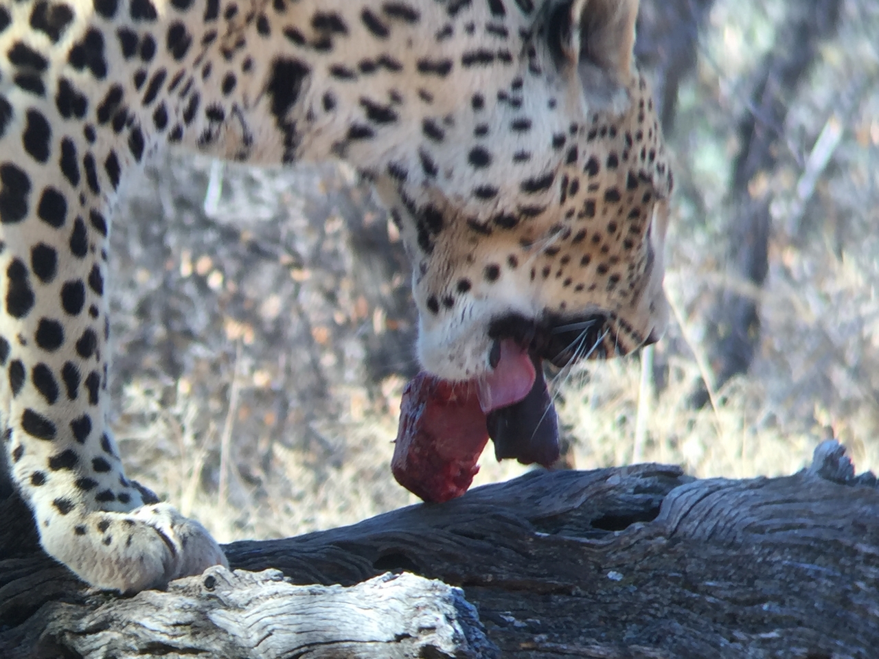 [9072] 2016_06_23_15_16_46_Africa_iPhone_6_IMG_7825_00411.jpg