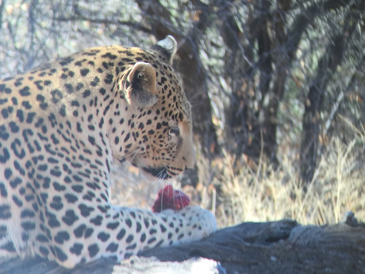 [9094] 2016_06_23_15_20_39_Africa_iPhone_6_IMG_7836_00422.jpg