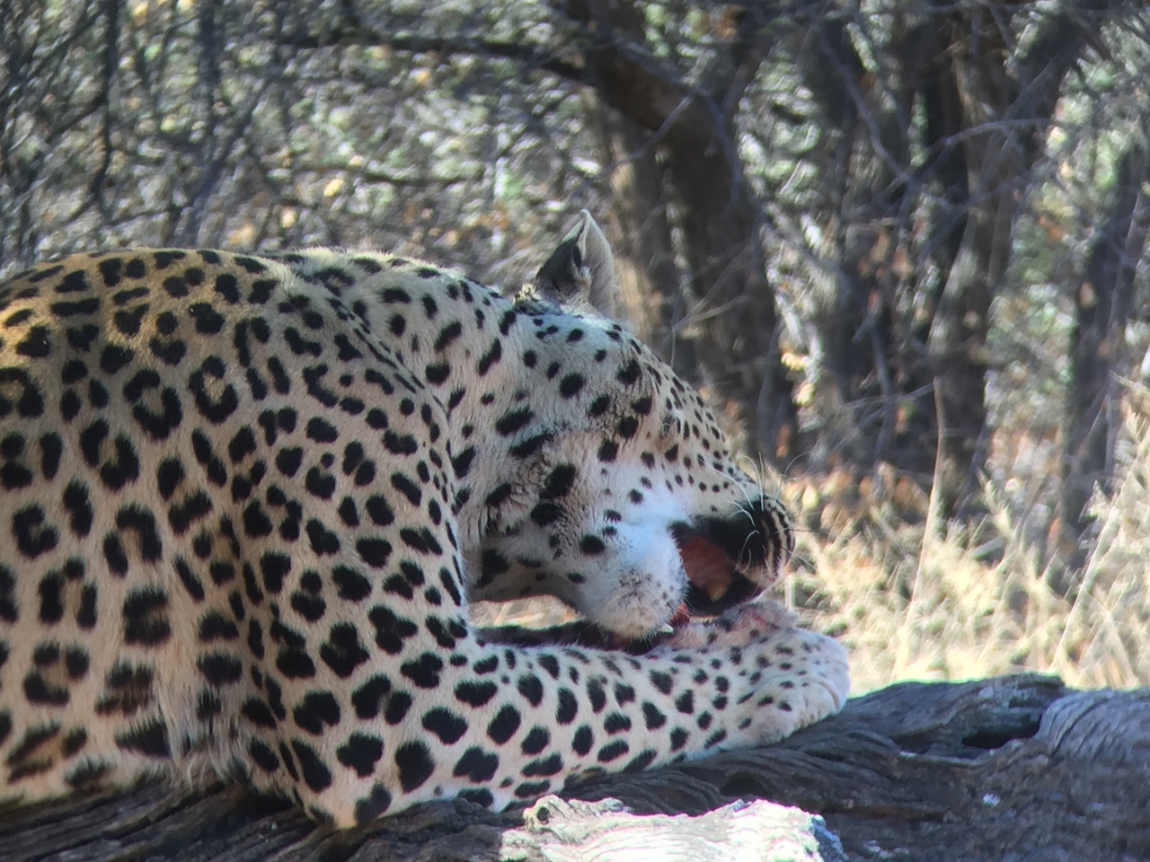 [9097] 2016_06_23_15_21_52_Africa_iPhone_6_IMG_7837_02764.jpg
