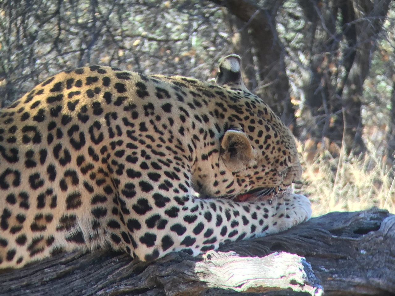 [9100] 2016_06_23_15_22_02_Africa_iPhone_6_IMG_7839_00425.jpg