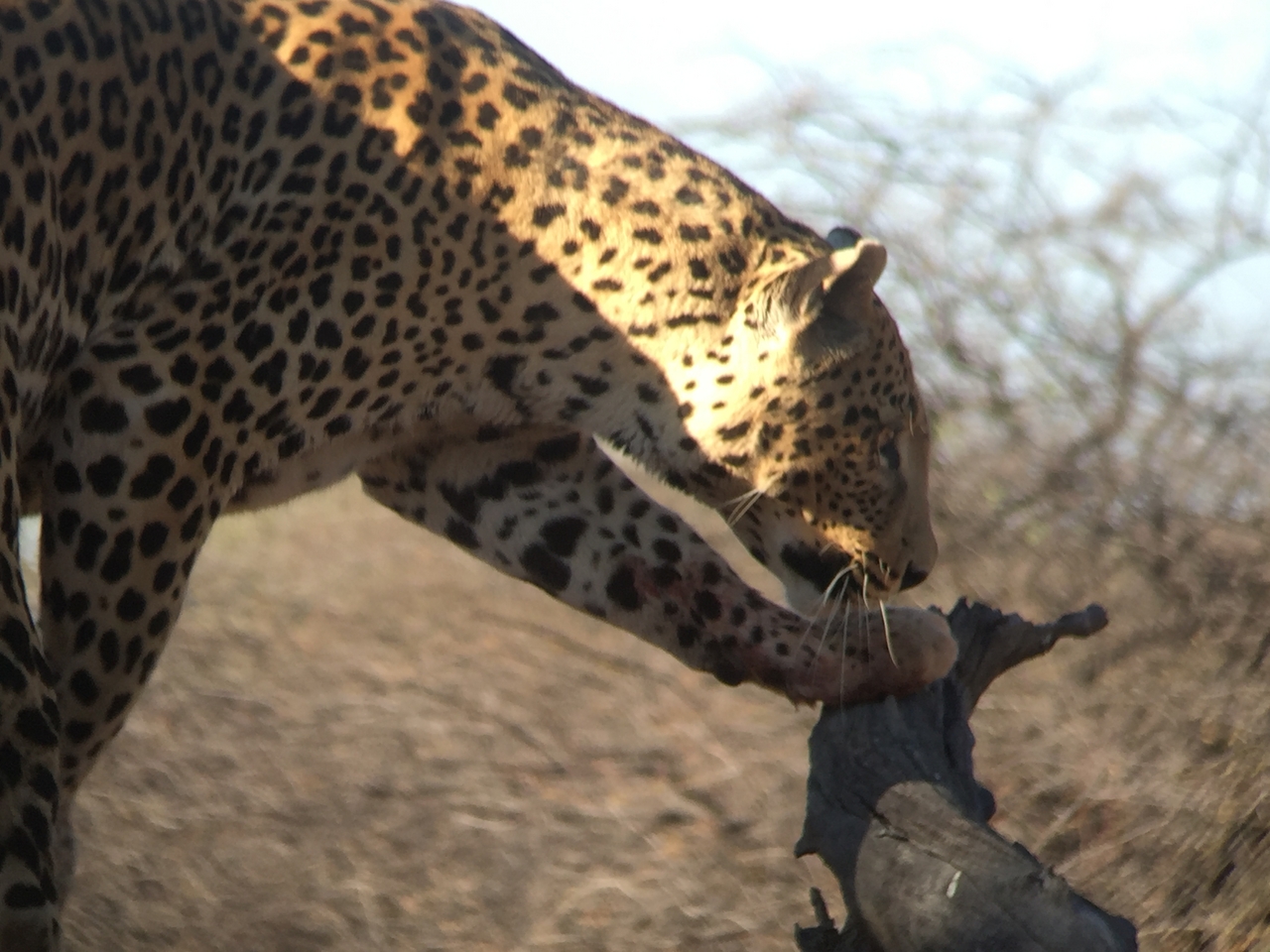 [9120] 2016_06_23_15_25_55_Africa_iPhone_6_IMG_7850_00435.jpg