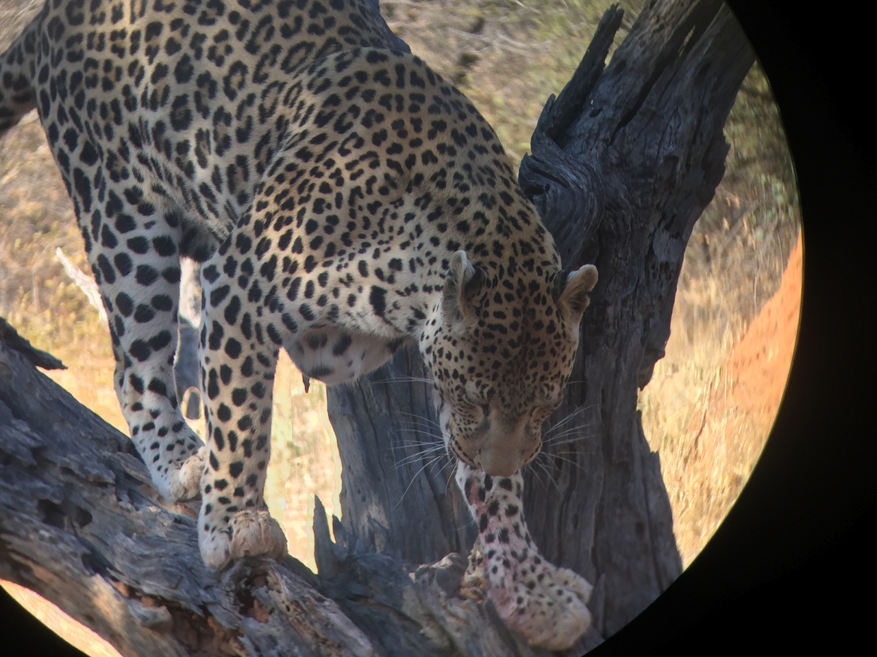 [9144] 2016_06_23_15_26_15_Africa_iPhone_6_IMG_7862_00447.jpg