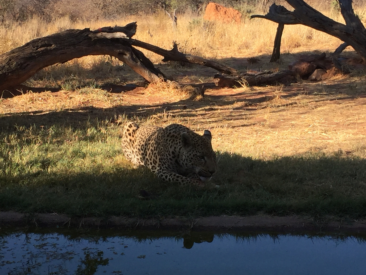 [9172] 2016_06_23_15_27_55_Africa_iPhone_6_IMG_7876_00461.jpg