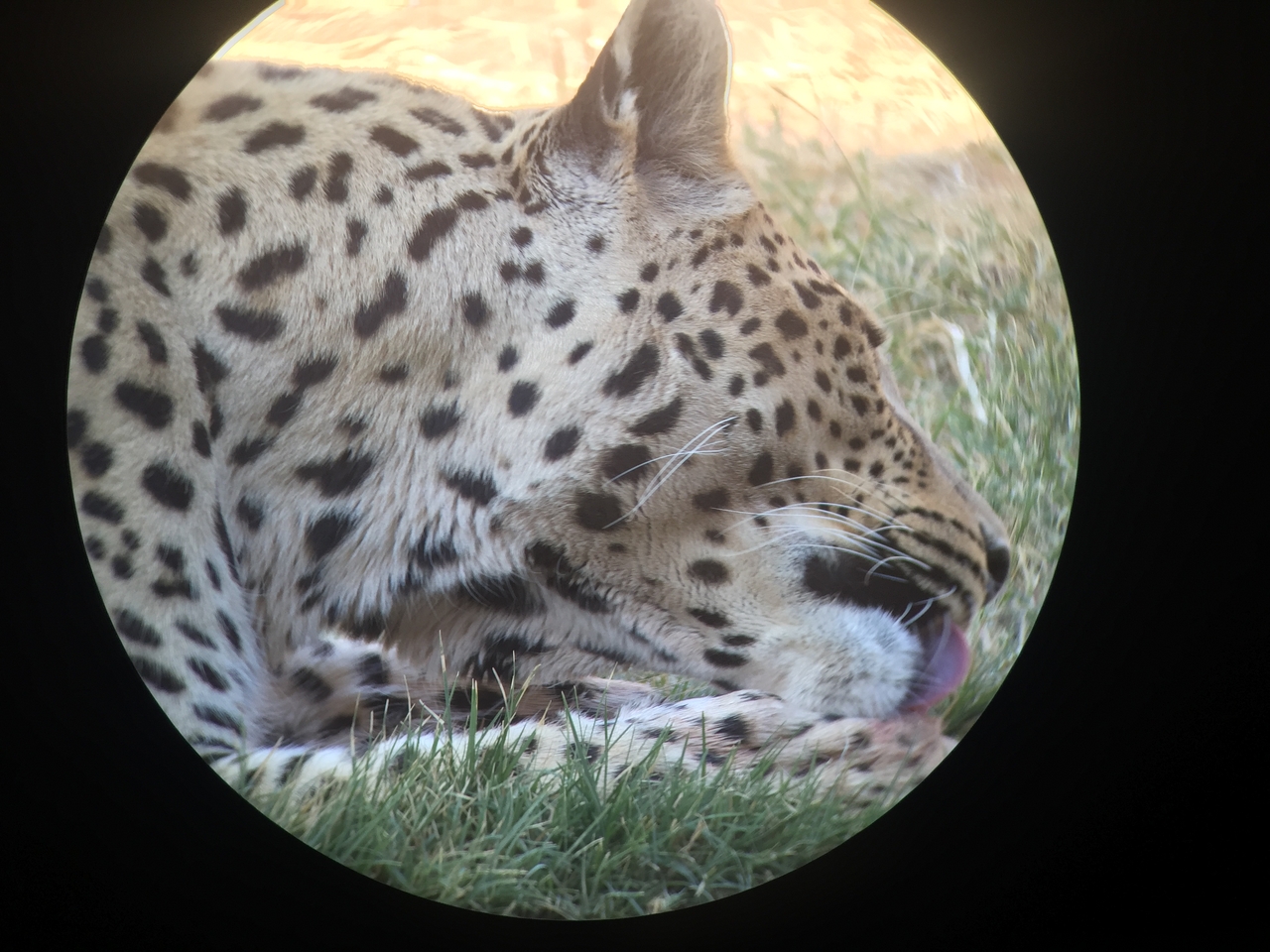 [9209] 2016_06_23_15_30_43_Africa_iPhone_6_IMG_7894_02820.jpg
