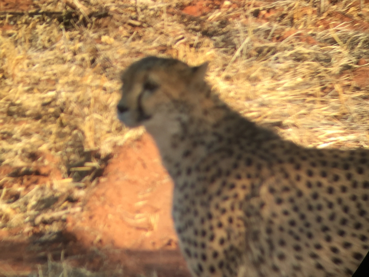 [9229] 2016_06_23_15_44_15_Africa_iPhone_6_IMG_7905_02830.jpg