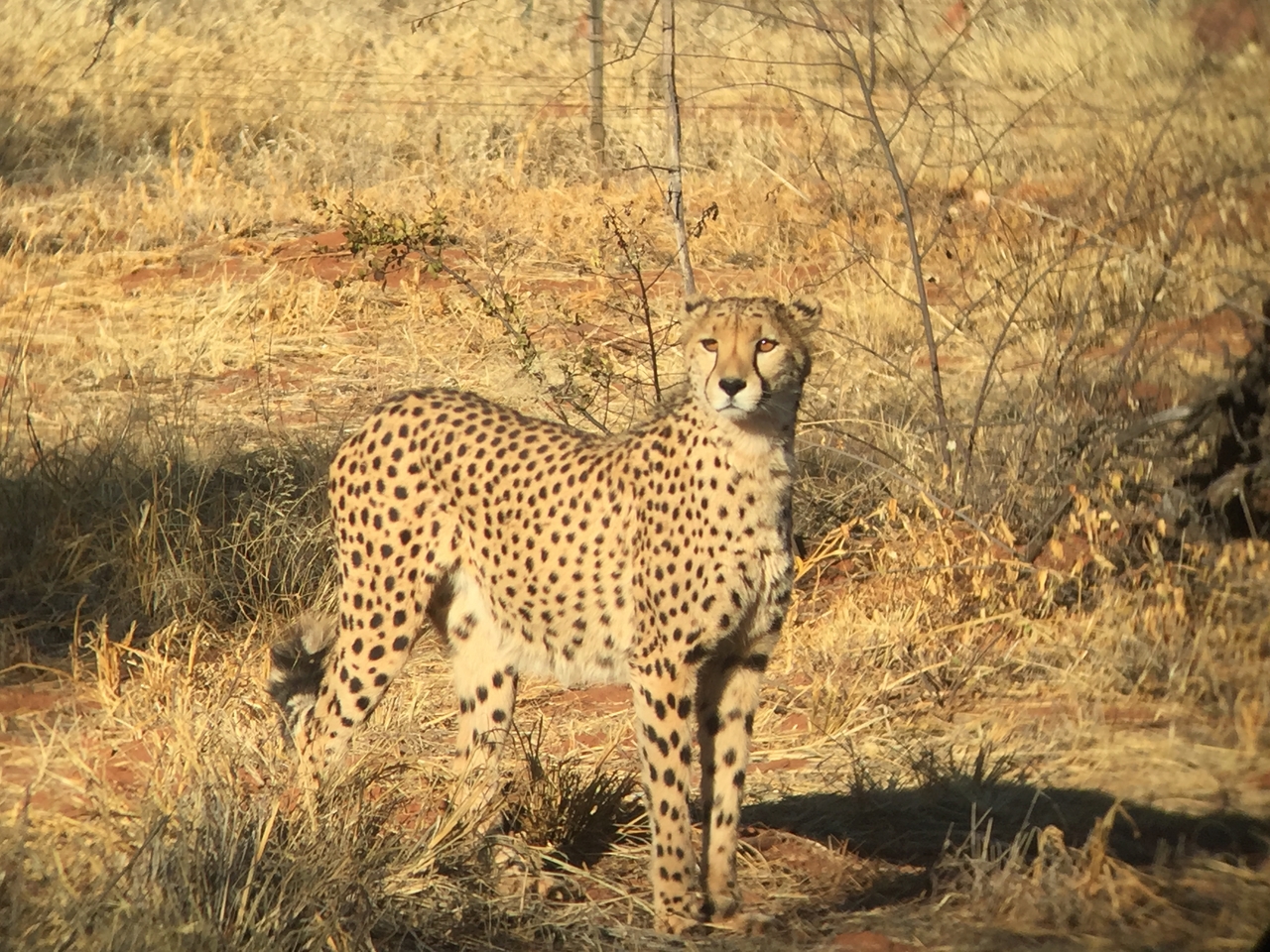 [9241] 2016_06_23_15_49_40_Africa_iPhone_6_IMG_7911_02836.jpg