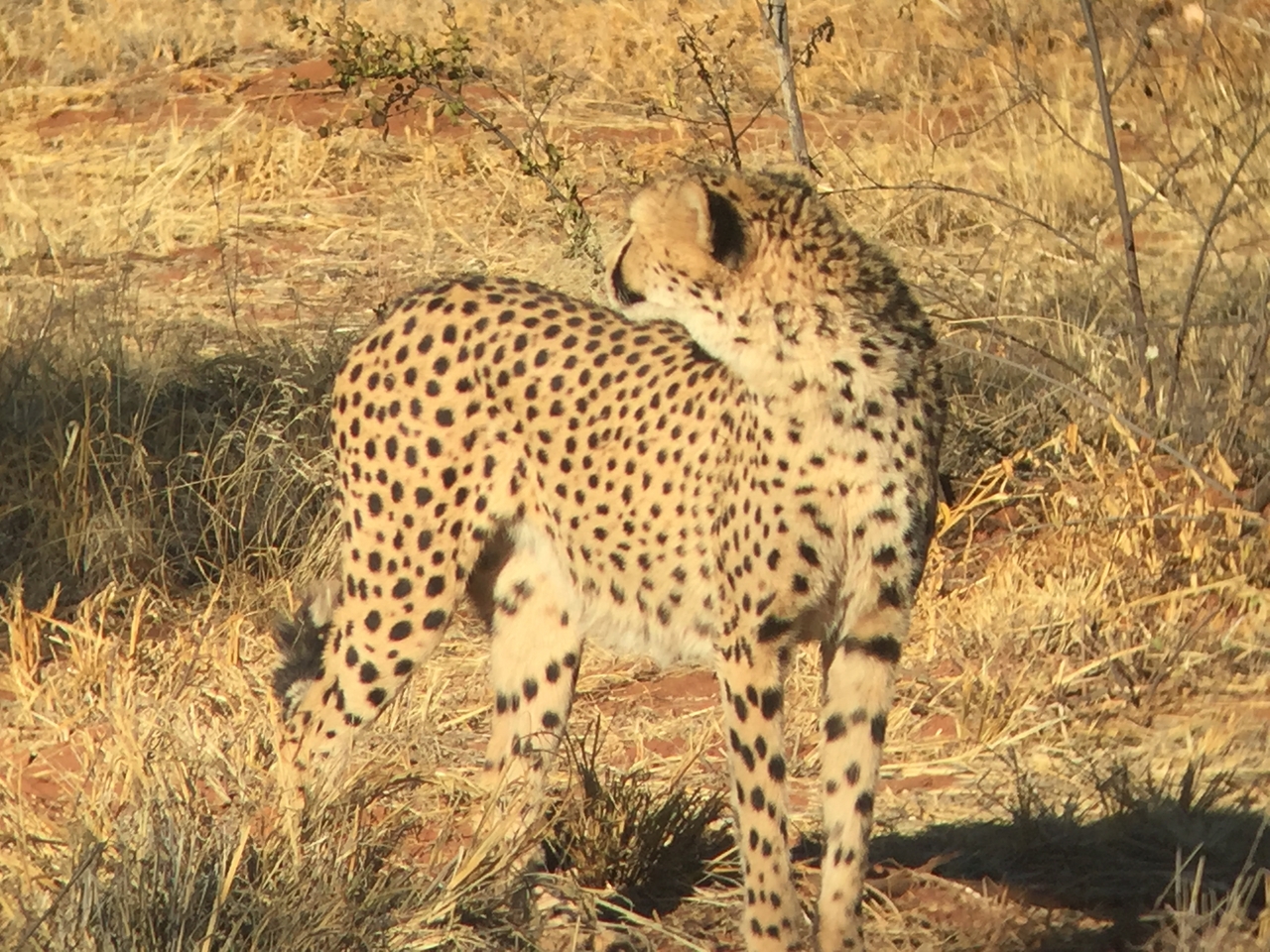[9242] 2016_06_23_15_49_44_Africa_iPhone_6_IMG_7912_00496.jpg