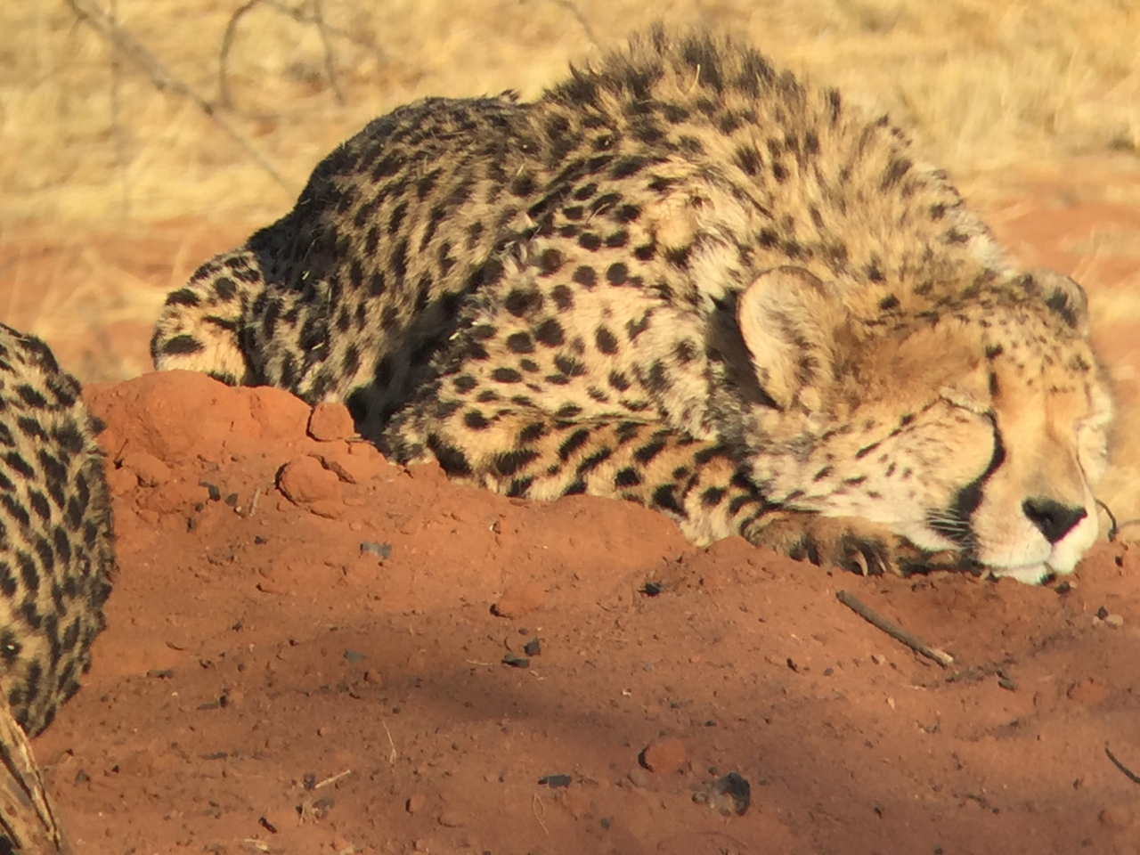 [9312] 2016_06_23_16_11_29_Africa_iPhone_6_IMG_7949_00531.jpg