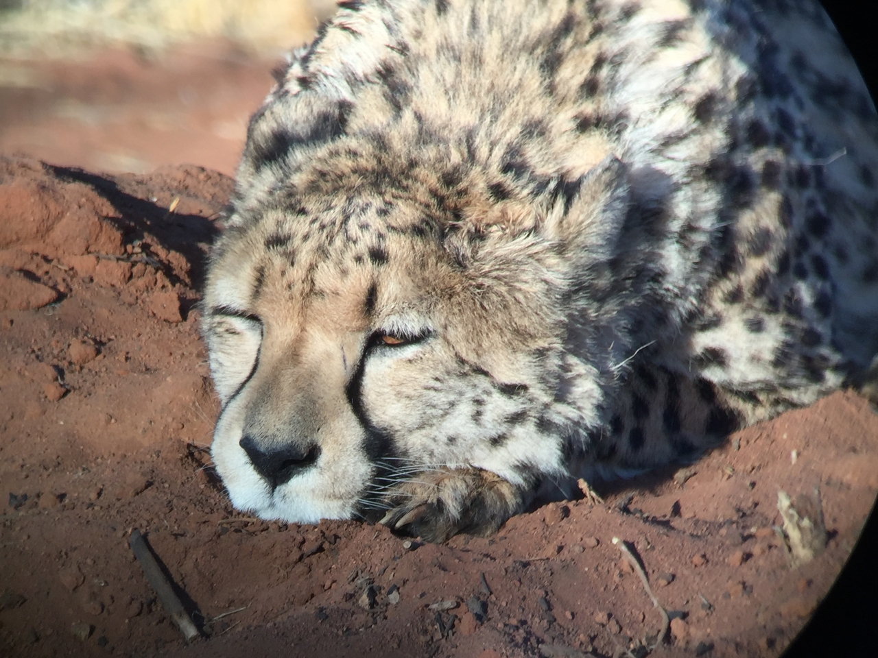 [9344] 2016_06_23_16_14_21_Africa_iPhone_6_IMG_7965_00547.jpg