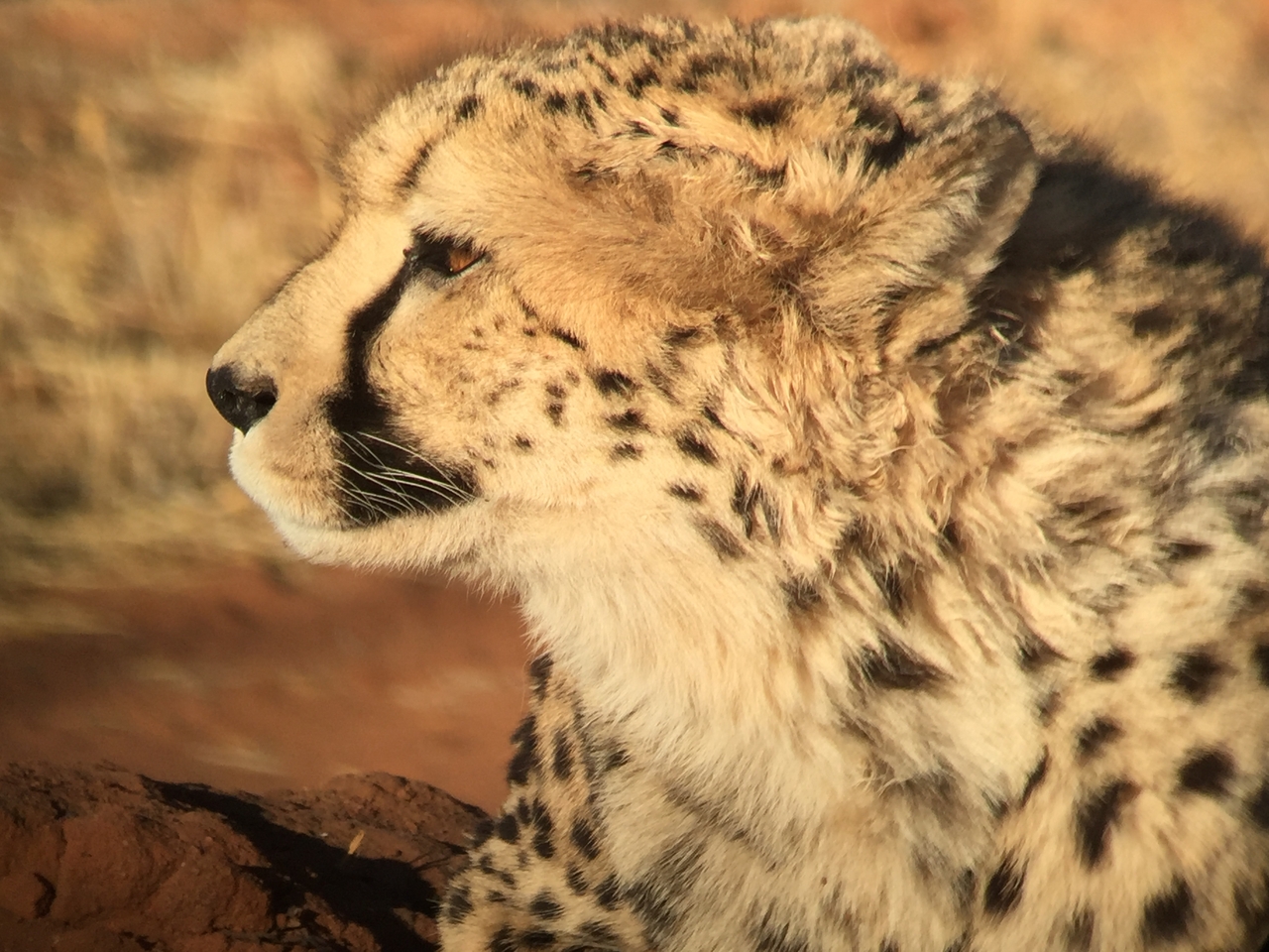 [9351] 2016_06_23_16_14_30_Africa_iPhone_6_IMG_7967_02890.jpg