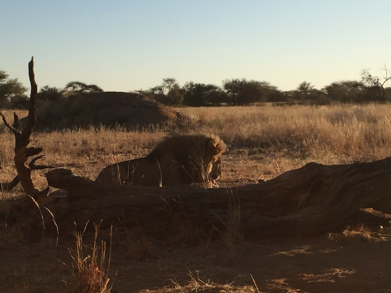 [9403] 2016_06_23_16_40_17_Africa_iPhone_6_IMG_7989_00570.jpg