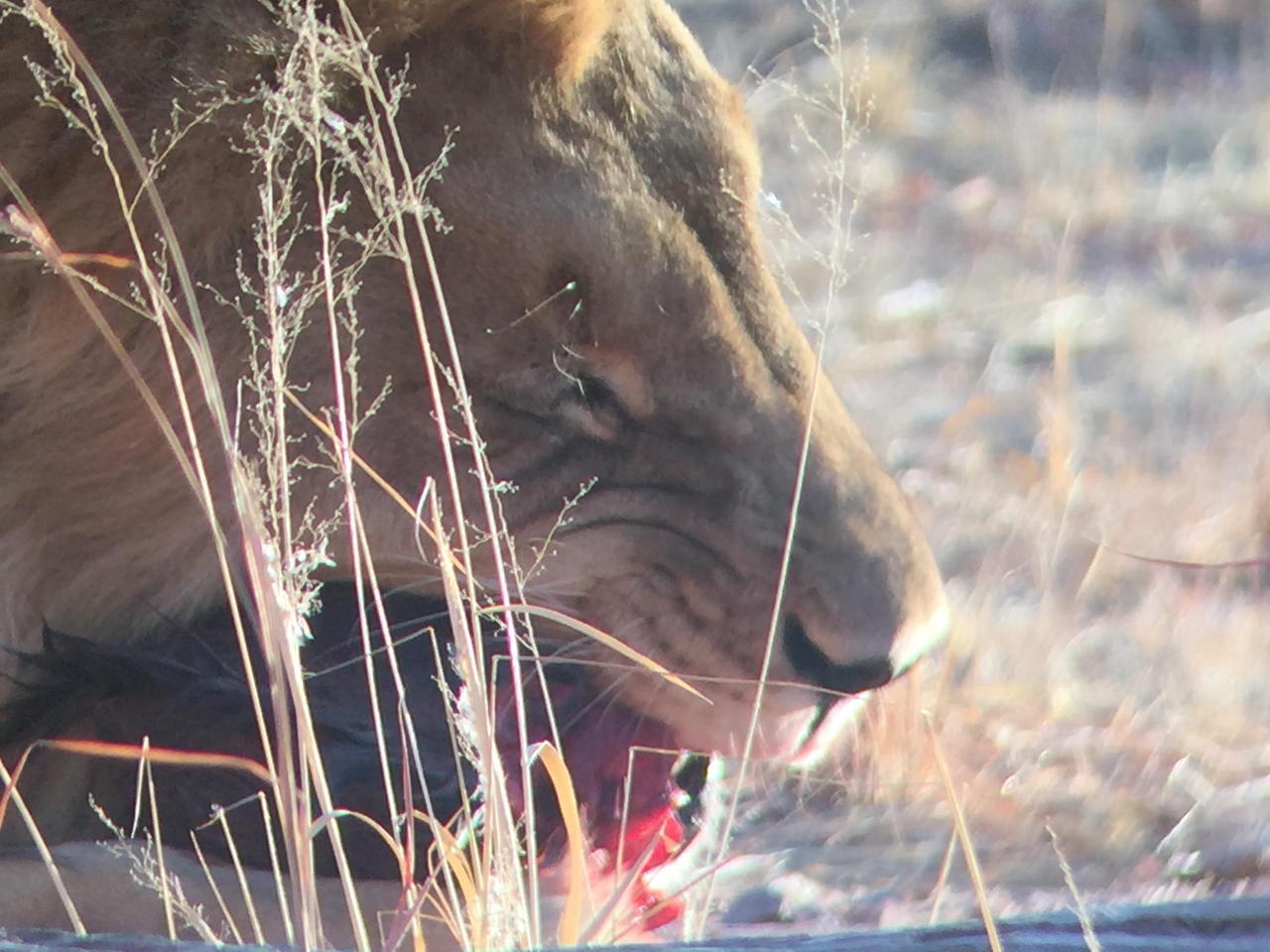 [9411] 2016_06_23_16_41_30_Africa_iPhone_6_IMG_7992_00573.jpg