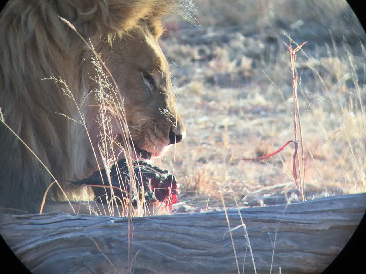 [9413] 2016_06_23_16_41_41_Africa_iPhone_6_IMG_7993_00574.jpg