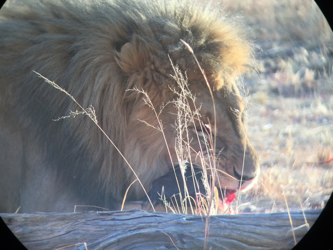 [9417] 2016_06_23_16_41_45_Africa_iPhone_6_IMG_7995_00576.jpg