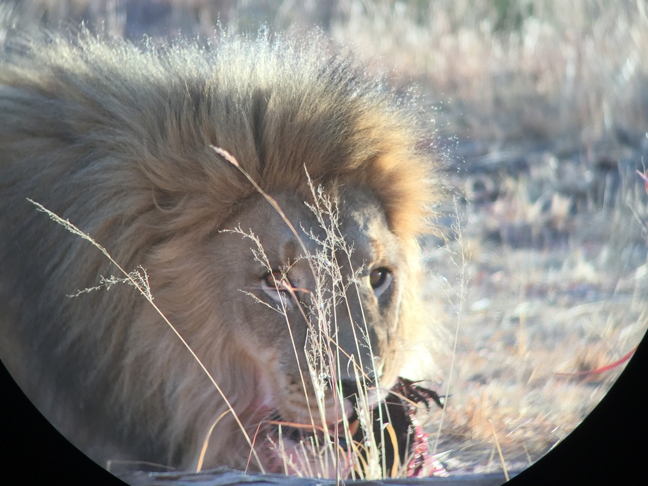 [9425] 2016_06_23_16_42_26_Africa_iPhone_6_IMG_7999_00580.jpg