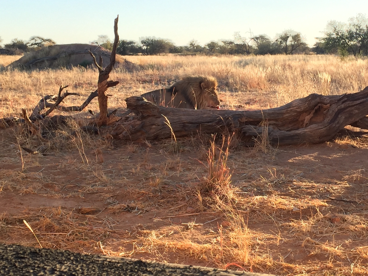 [9437] 2016_06_23_16_46_25_Africa_iPhone_6_IMG_8005_00587.jpg