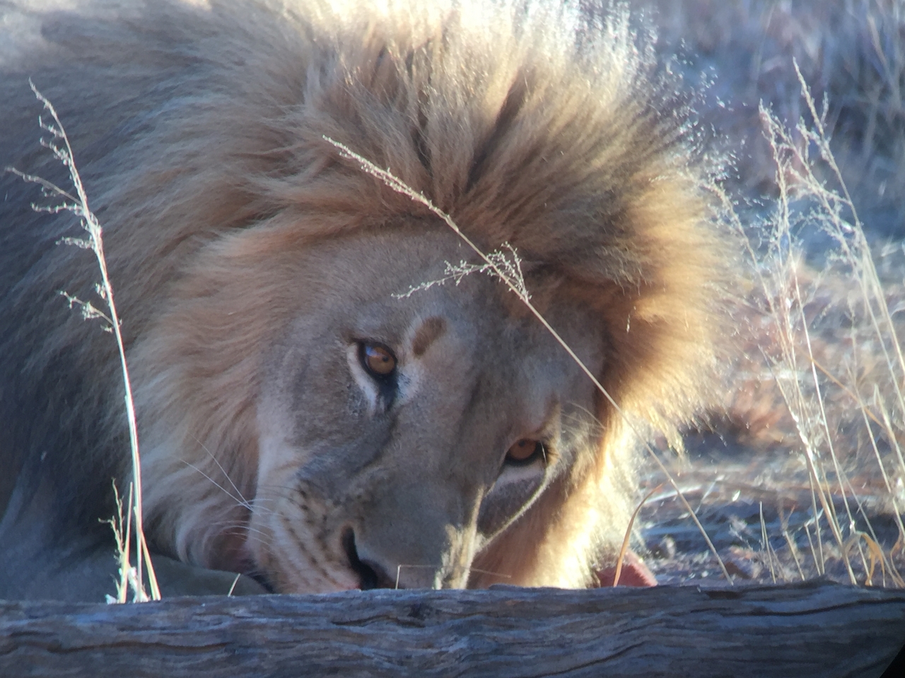 [9442] 2016_06_23_16_50_57_Africa_iPhone_6_IMG_8007_00007.jpg