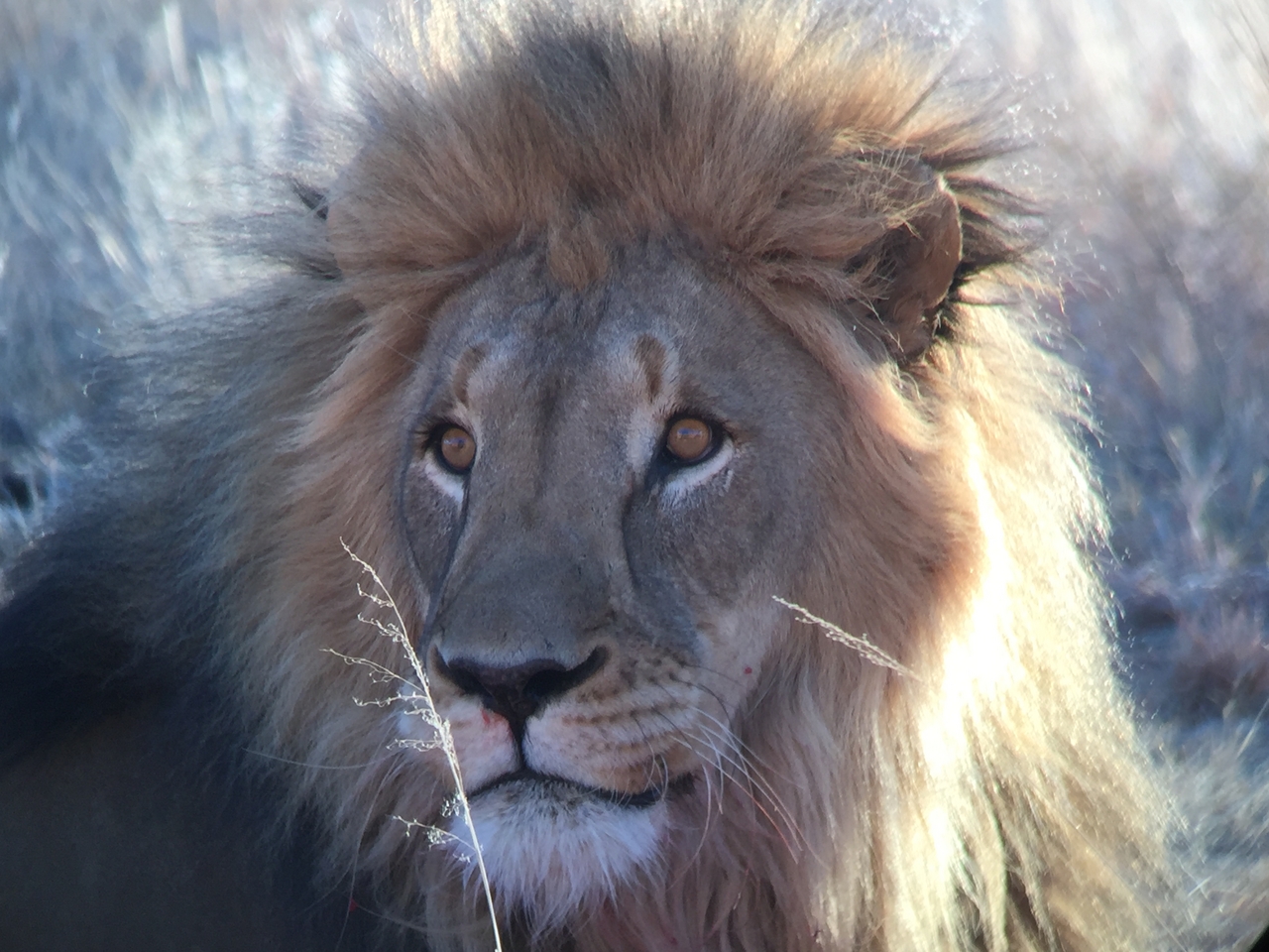 [9455] 2016_06_23_16_51_26_Africa_iPhone_6_IMG_8011_00593.jpg