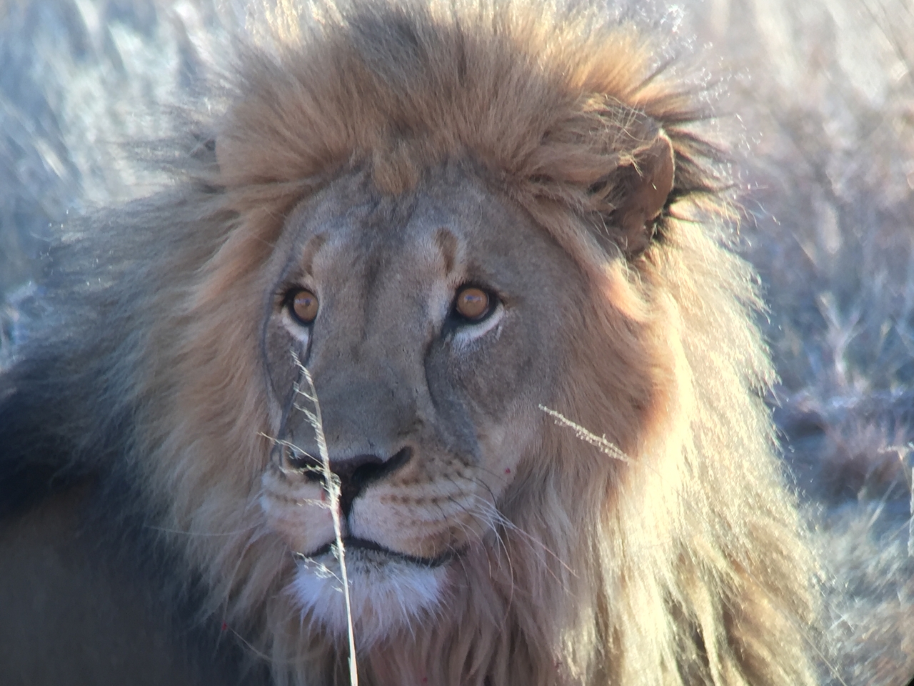 [9457] 2016_06_23_16_51_29_Africa_iPhone_6_IMG_8012_00012.jpg