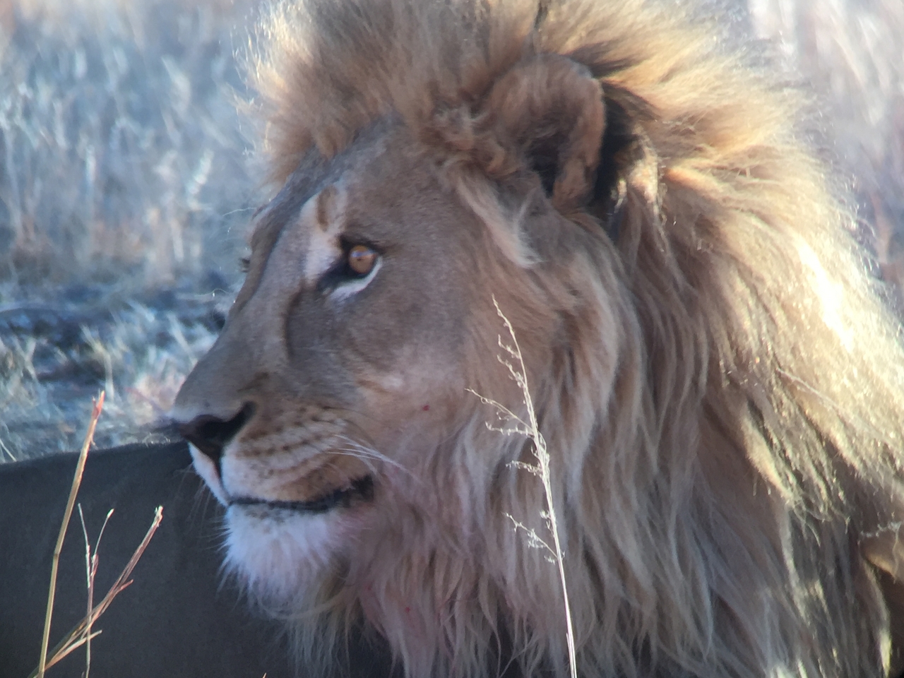 [9464] 2016_06_23_16_51_34_Africa_iPhone_6_IMG_8014_00596.jpg