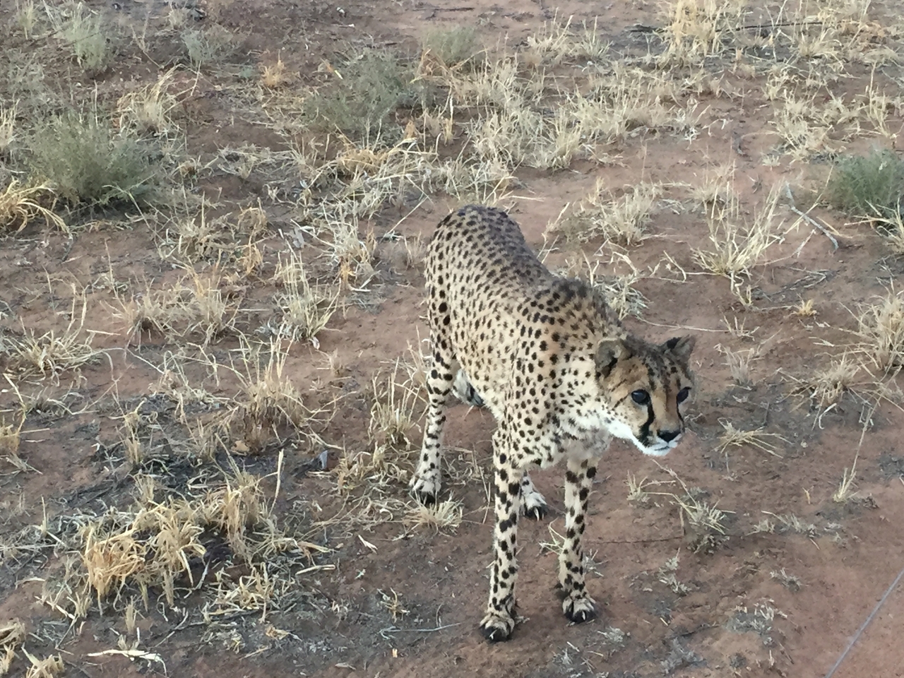 [9534] 2016_06_23_17_27_33_Africa_iPhone_6_IMG_8028_00027.jpg