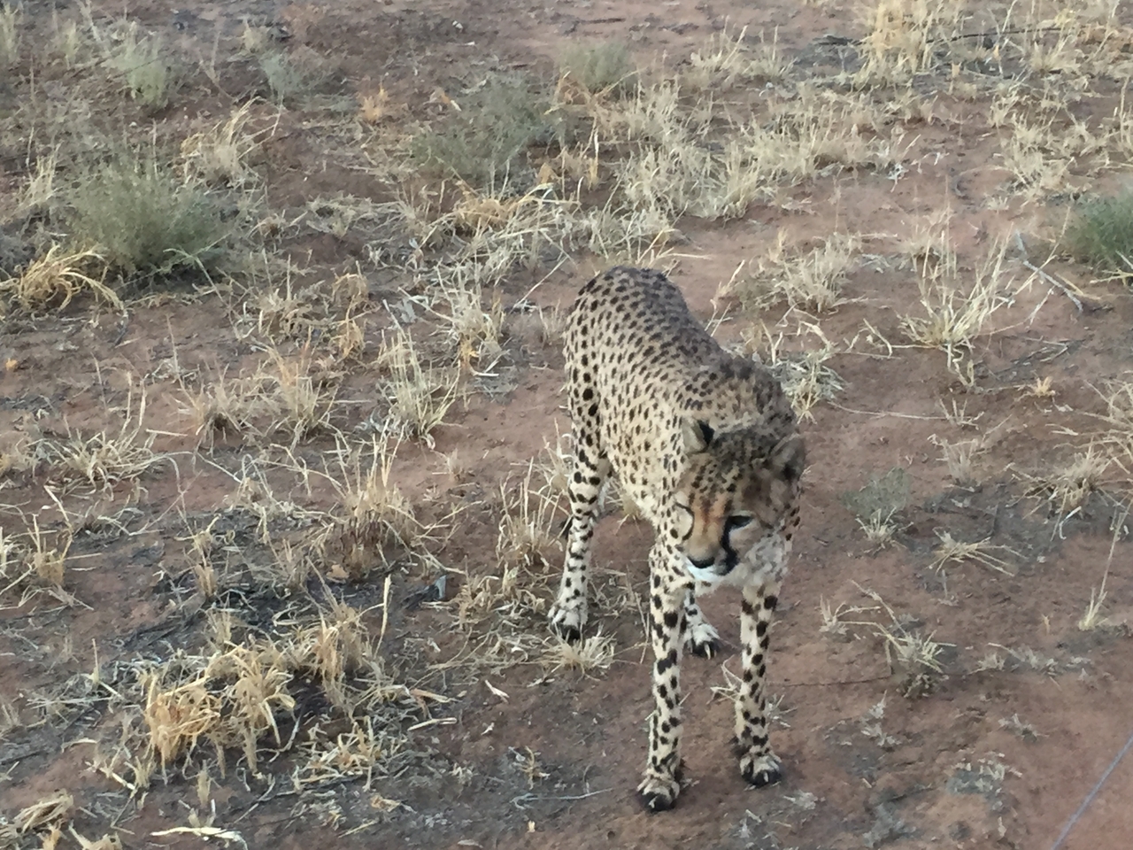 [9538] 2016_06_23_17_27_36_Africa_iPhone_6_IMG_8029_00610.jpg
