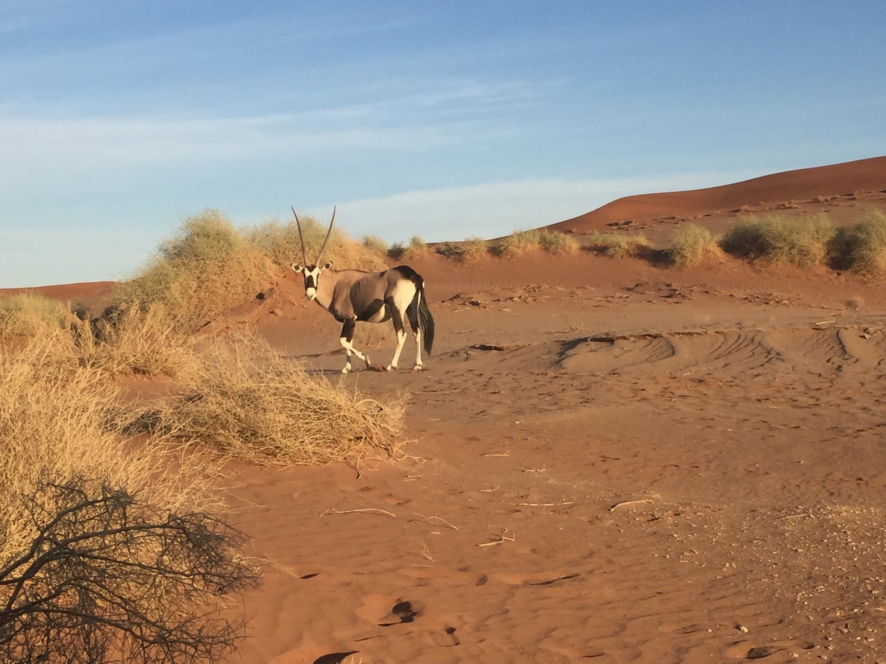 [15522] 2016_06_25_07_29_14_Africa_iPhone_6_IMG_8170_00159.jpg