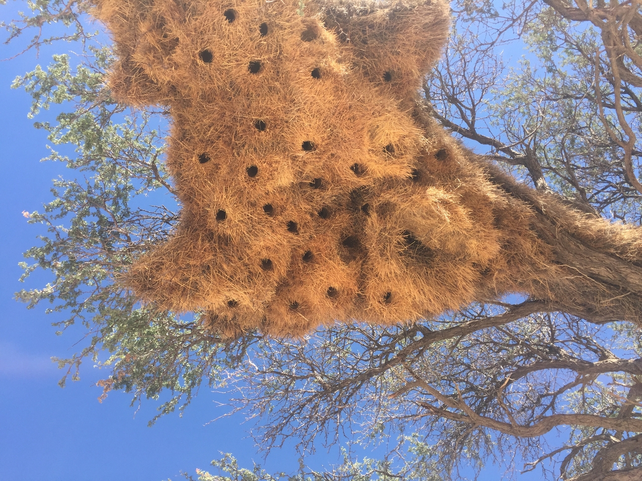 [16481] 2016_06_26_11_17_55_Africa_iPhone_6_IMG_8365_00331.jpg