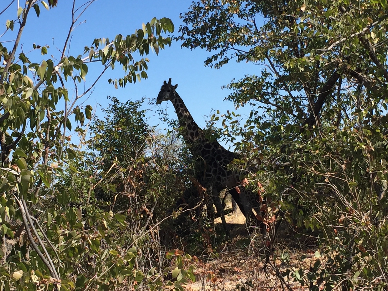 [17198] 2016_06_27_13_40_32_Africa_iPhone_6_IMG_8420_03301.jpg