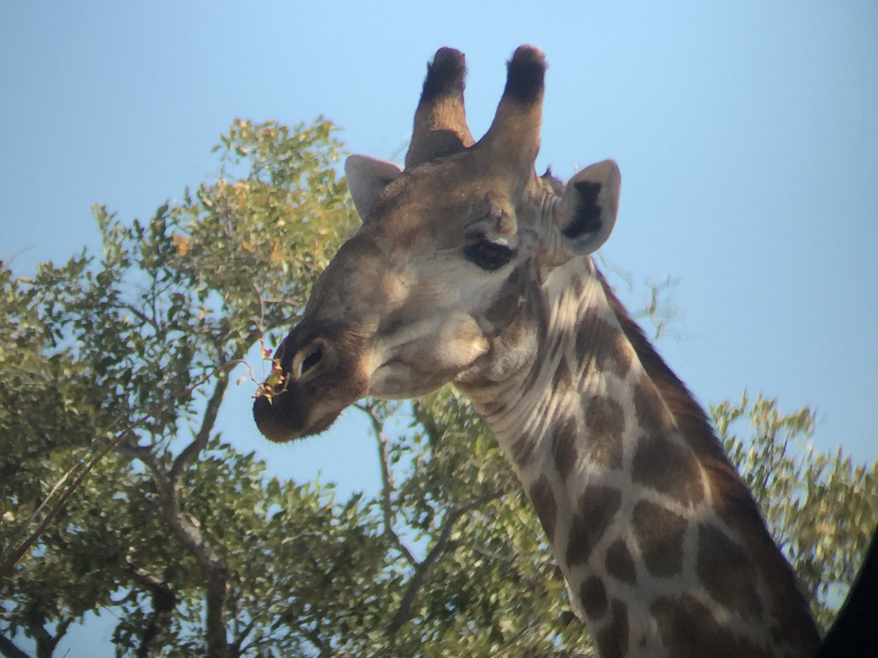 [17270] 2016_06_27_13_55_27_Africa_iPhone_6_IMG_8444_03325.jpg
