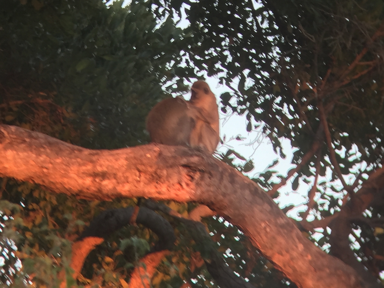 [19802] 2016_06_28_07_07_32_Africa_iPhone_6_IMG_8459_00999.jpg