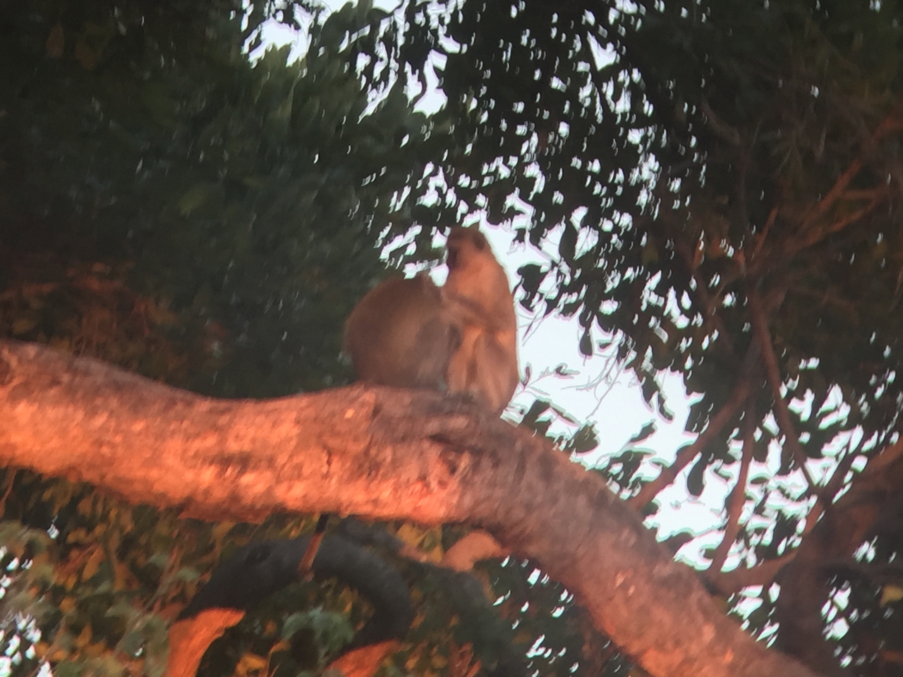[19805] 2016_06_28_07_07_35_Africa_iPhone_6_IMG_8460_01000.jpg
