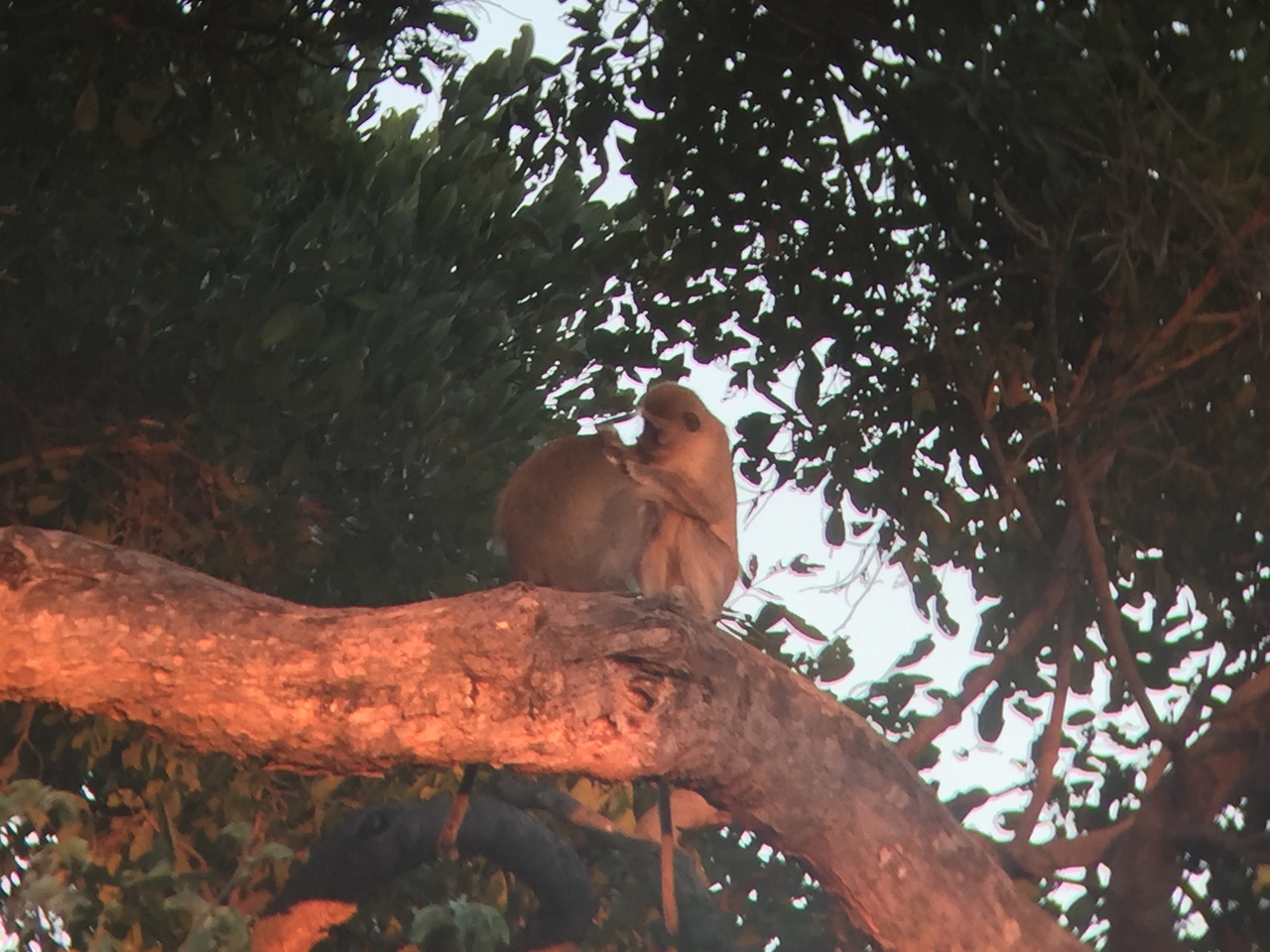 [19809] 2016_06_28_07_07_38_Africa_iPhone_6_IMG_8461_03342.jpg