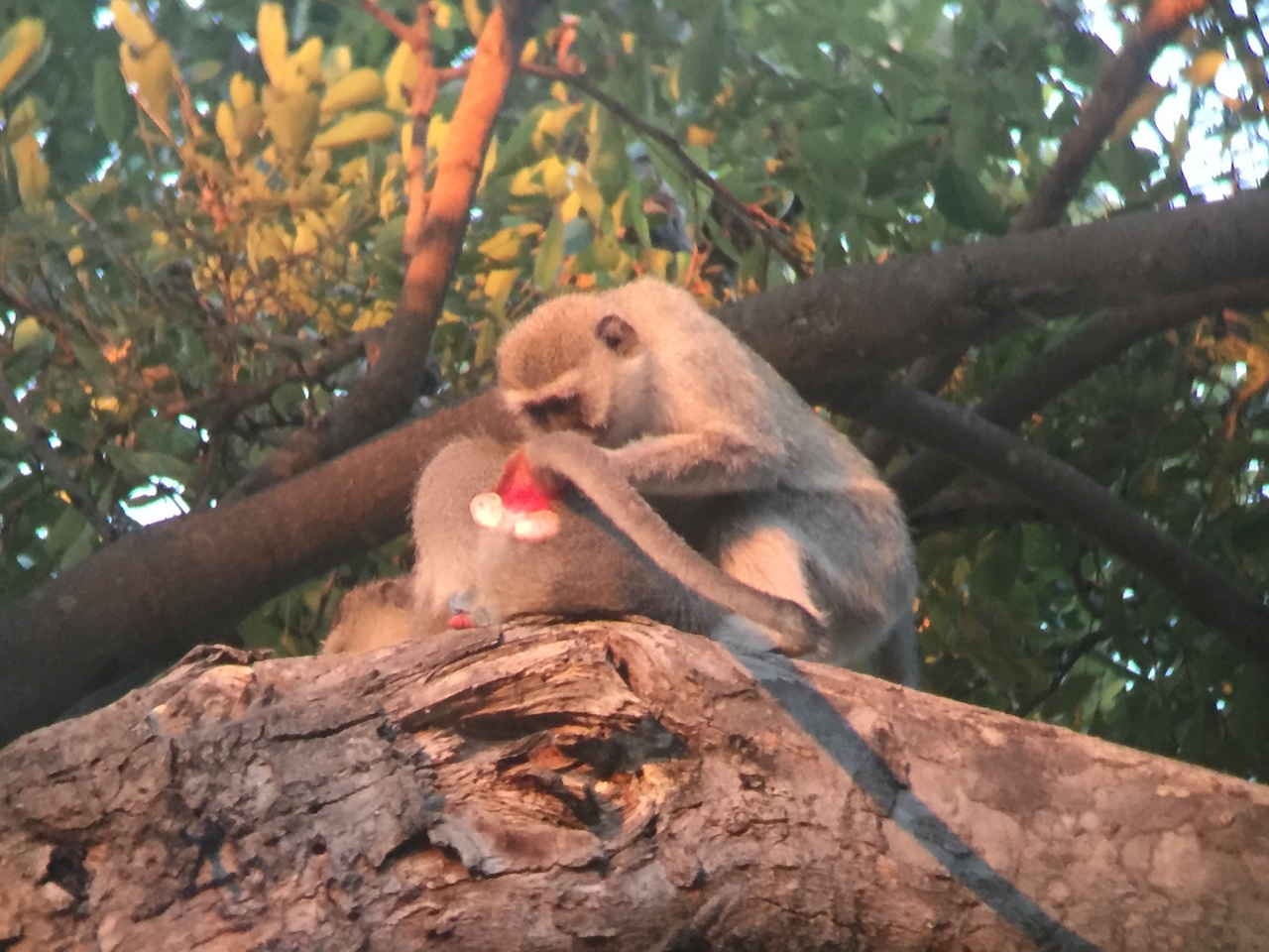 [19817] 2016_06_28_07_08_58_Africa_iPhone_6_IMG_8464_01004.jpg