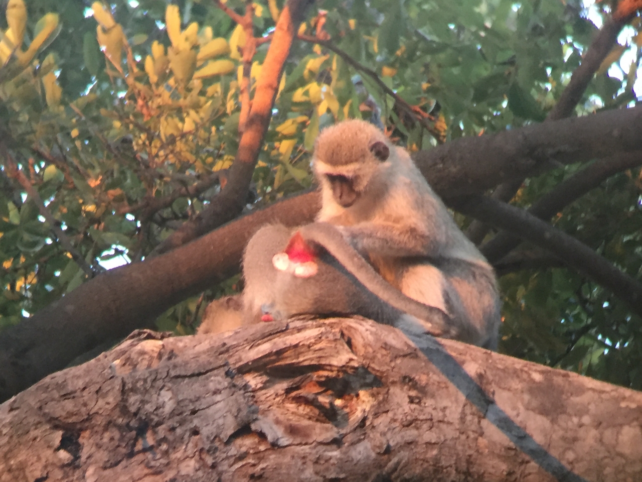 [19820] 2016_06_28_07_08_59_Africa_iPhone_6_IMG_8465_01005.jpg