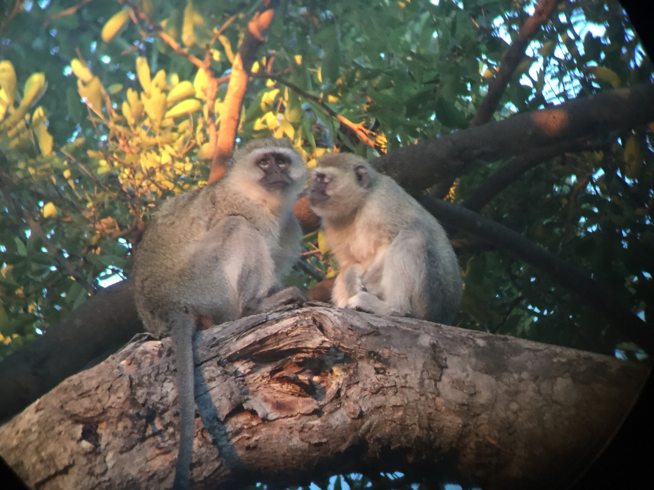 [19826] 2016_06_28_07_10_34_Africa_iPhone_6_IMG_8467_01007.jpg