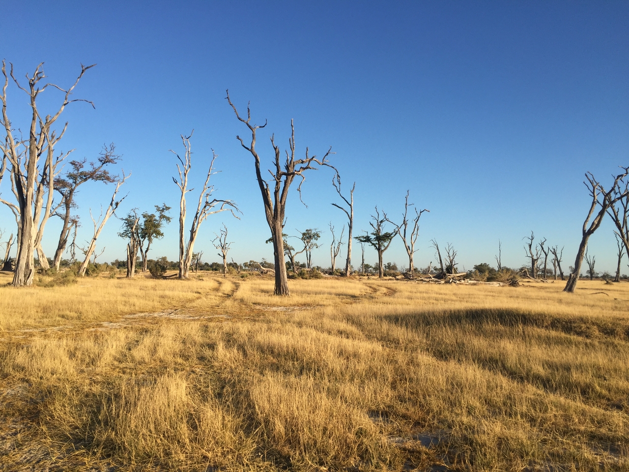 [19843] 2016_06_28_07_44_27_Africa_iPhone_6_IMG_8471_00429.jpg