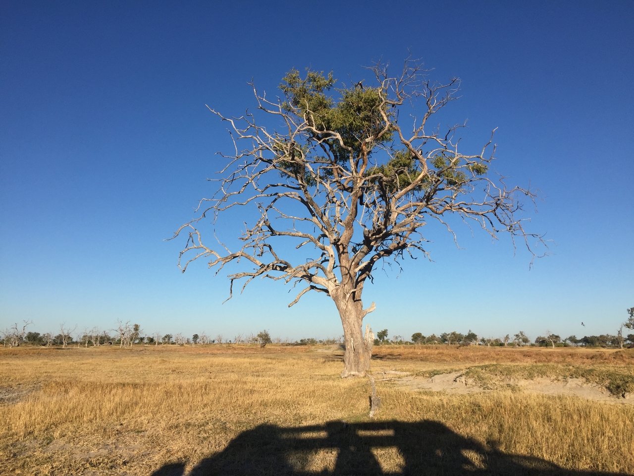 [19855] 2016_06_28_07_52_12_Africa_iPhone_6_IMG_8474_01014.jpg