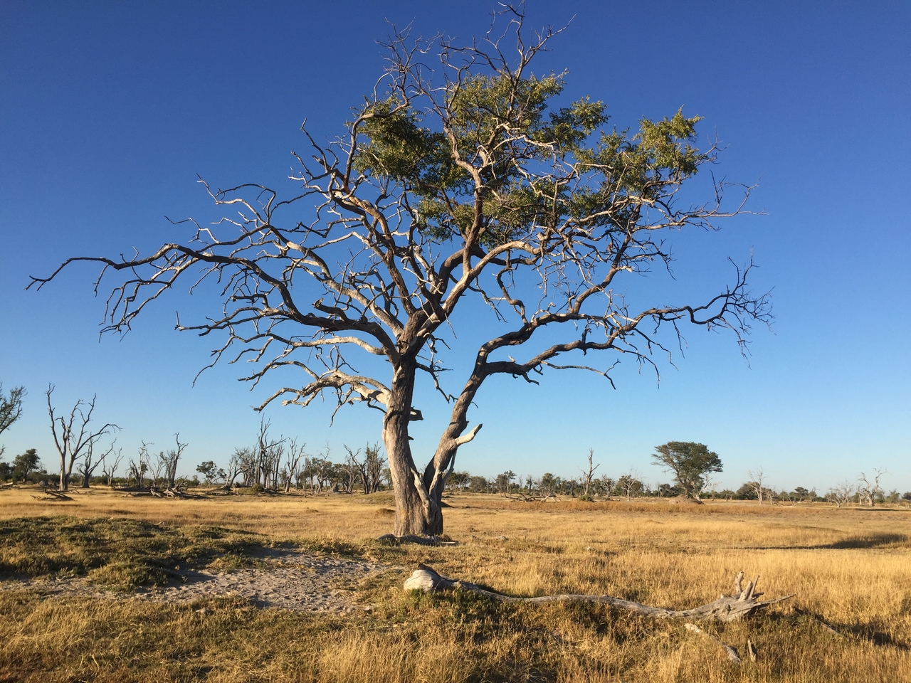 [19858] 2016_06_28_07_52_22_Africa_iPhone_6_IMG_8475_01015.jpg