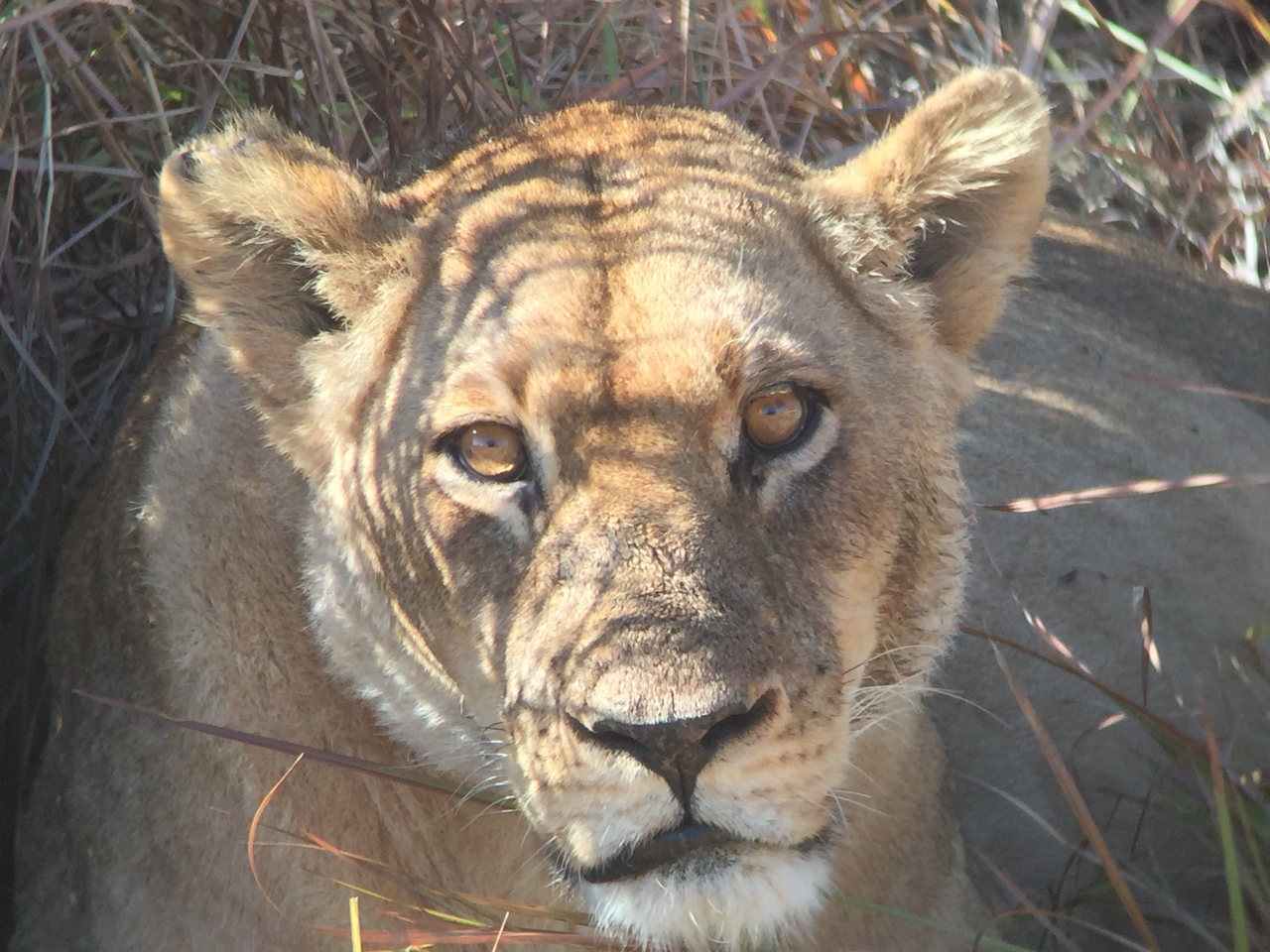 [19927] 2016_06_28_10_03_55_Africa_iPhone_6_IMG_8492_01032.jpg