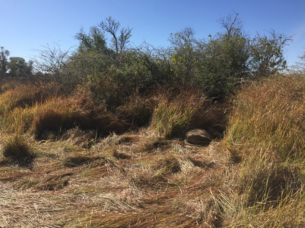 [19941] 2016_06_28_10_15_57_Africa_iPhone_6_IMG_8497_00455.jpg