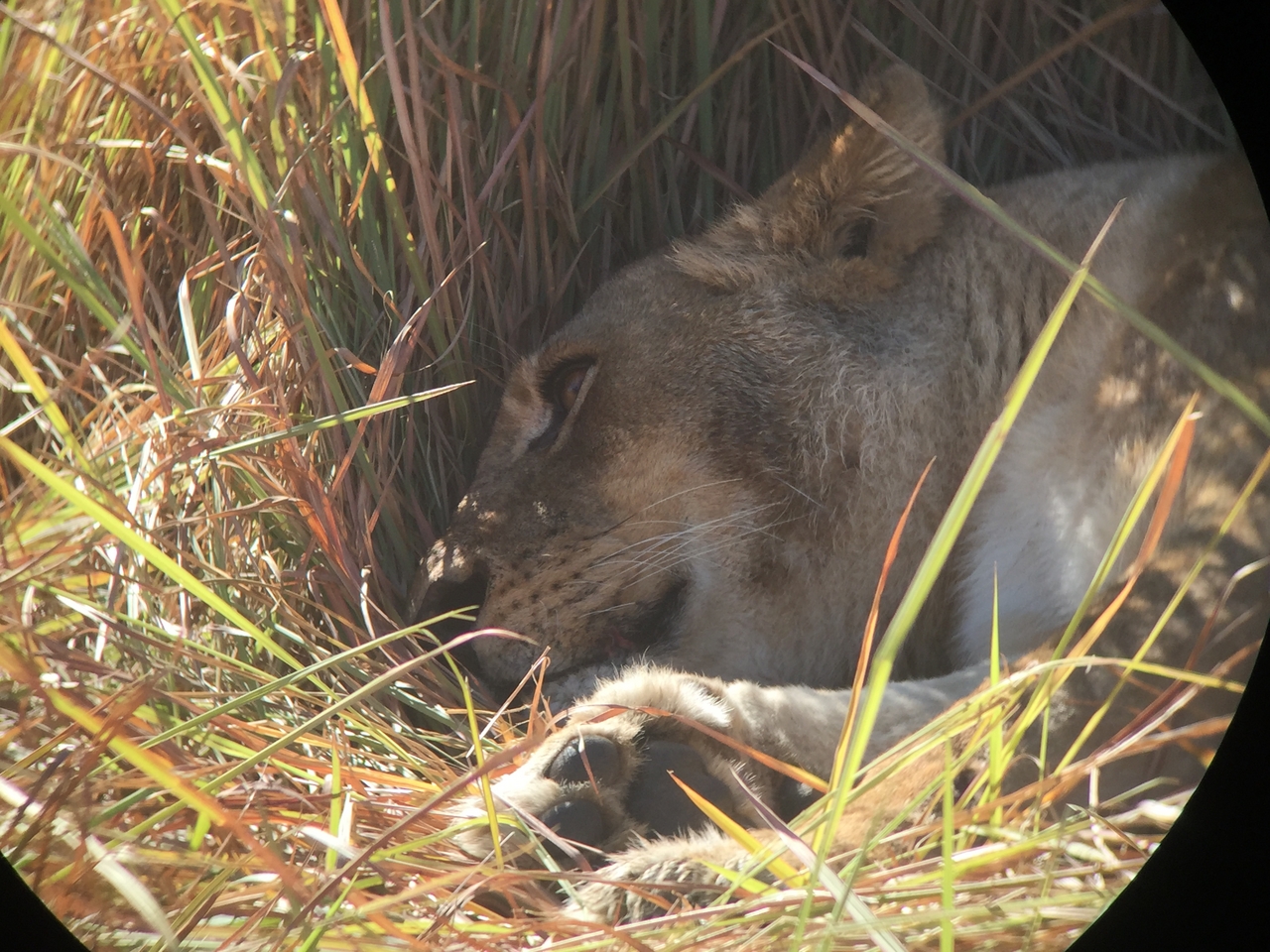[19950] 2016_06_28_10_16_46_Africa_iPhone_6_IMG_8500_00458.jpg