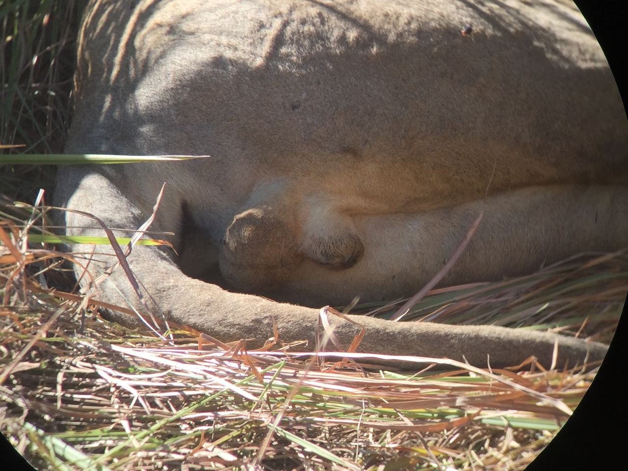 [19954] 2016_06_28_10_16_51_Africa_iPhone_6_IMG_8501_01041.jpg