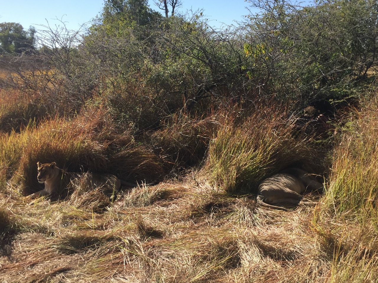 [19964] 2016_06_28_10_18_01_Africa_iPhone_6_IMG_8504_03385.jpg