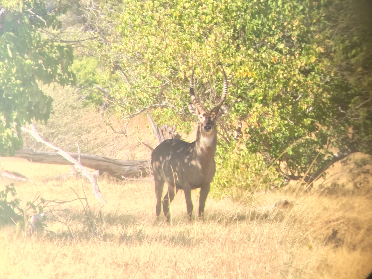 [20063] 2016_06_28_11_09_31_Africa_iPhone_6_IMG_8514_03391.jpg